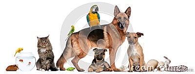 Group of pets sitting in front of white background Stock Photo