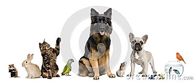 Group of pets together Stock Photo