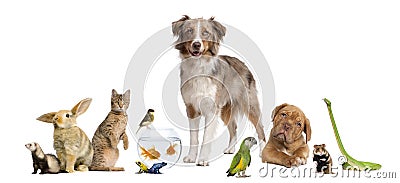 Group of pets together Stock Photo