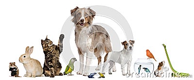 Group of pets together Stock Photo
