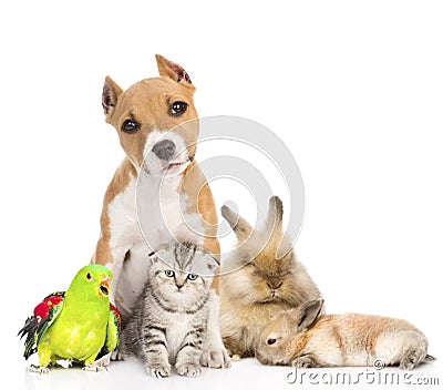 Group of pets together in front. Isolated on white background Stock Photo