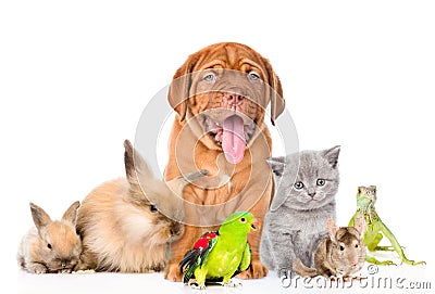 Group of pets together in front view. on white backgrou Stock Photo