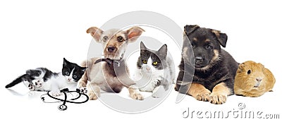 Group of pets Stock Photo