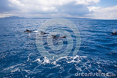 Group pf pilot whales swimming in Atlantic Ocean Stock Photo