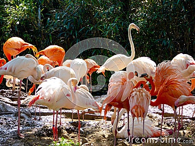 A group of pink flamingos at Shanghai wild animal park Stock Photo