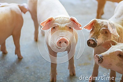 Group of pig that looks healthy in local ASEAN pig farm at livestock. The concept of standardized and clean farming without local Stock Photo