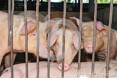 Group of pig that looks healthy in local ASEAN swine farm at livestock. The concept of standardized and clean farming without loca Stock Photo