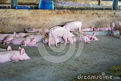 Group of pig that looks healthy in local ASEAN swine farm at livestock. The concept of standardized and clean farming without loca Stock Photo