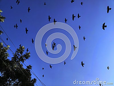 Group of pigeon flying in open sky in rewalsar, himachal pradesh, India Stock Photo