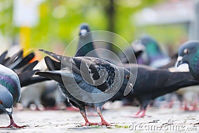 Group of rock pigeons foraging on the pavement in the sunlight in front of a blurry urban scene in berlin Stock Photo