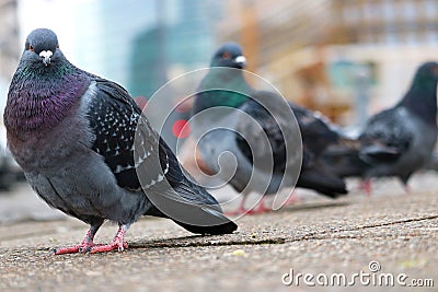 Group of rock pigeons sitting on the cobblestone pavement in front of blurry buildings in berlin Stock Photo