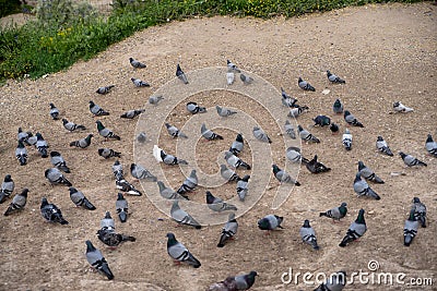 Group of pigeons in shades of grey and white standing and walking on soil ground floor, pigeon valley Stock Photo
