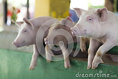 A Group of Piglets Stock Photo