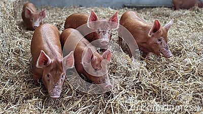 A group of piglets looking up walking around their straw enclosure Stock Photo