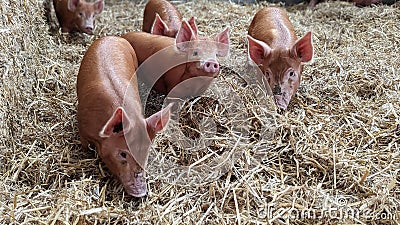 A group of piglets walking around their straw barn Stock Photo