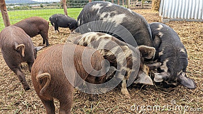 A group of Pigs fighting over food with their snouts on the ground Stock Photo