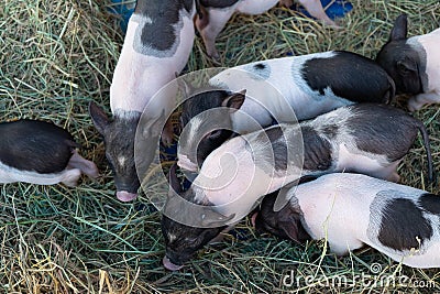 Group of pigs Stock Photo