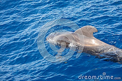 Group of pilot whales in atlantic ocean tenerife canary islands whale Stock Photo