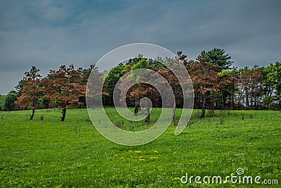 Pine trees dead in a field Stock Photo