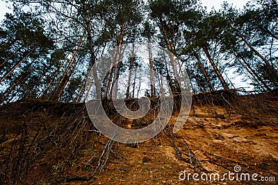 Group of pine trees exposed to huge soil erosion Stock Photo