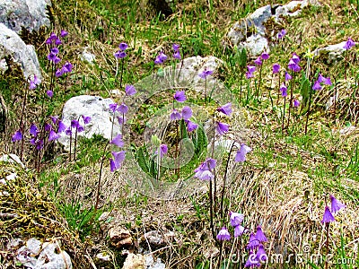 alpine snowbell or blue moonwort (Soldanella alpina Stock Photo