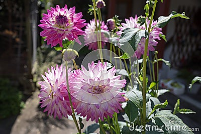 group of pink dahlia flowers, back lighted Stock Photo