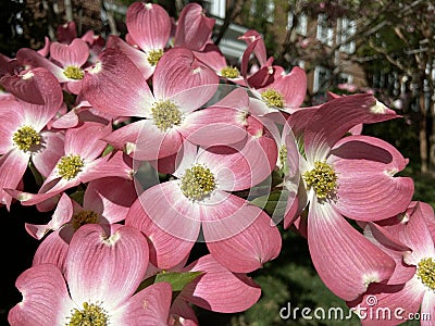 Group of Pink Dogwood Flowers In April in Spring Stock Photo
