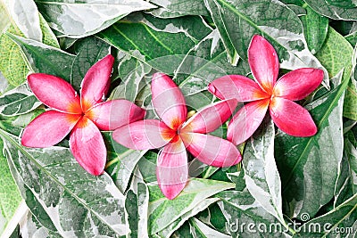 Group of pink drenched frangipani or Plumeria on green leaves Stock Photo