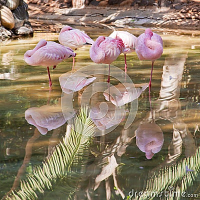 Group of pink flamingoes asleep Stock Photo