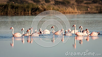 Group of pink flamingoes Stock Photo