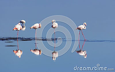 Group of pink flamingos in the blue lagoon on a sunny day Stock Photo