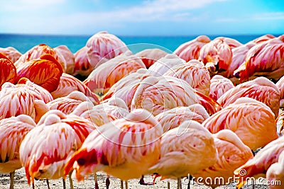 Group of Pink flamingos standing on the beach near sea. The background is blue sky and water of ocean. It is background of Stock Photo