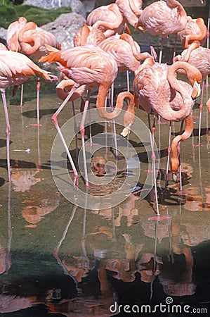 Group of Pink Flamingos in water, Sea World, San Diego, CA Editorial Stock Photo