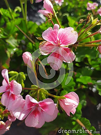 A group of pink geraniums with dew drops. Un grupo de geranios rosados con gotas de rocÃ­o Stock Photo