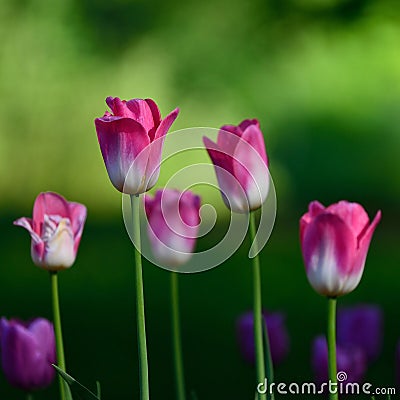 Group of pink tulips in the garden Stock Photo