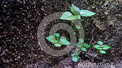 A group of plant grows up Stock Photo