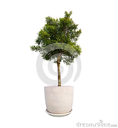Group plant pot isolated on white background Stock Photo