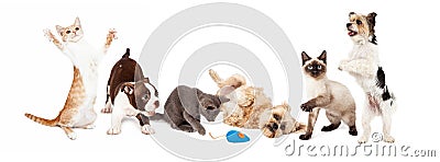 Group of Playful Cats and Dogs Stock Photo