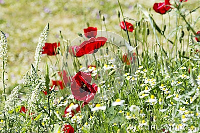 Group of poppies in the garden Stock Photo