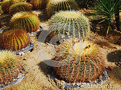 Group of Potted Spiky Globe Cactus Stock Photo