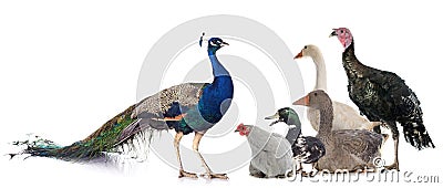 Group of poultry Stock Photo