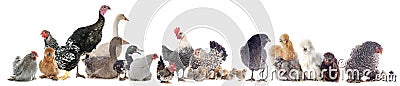 Group of poultry Stock Photo