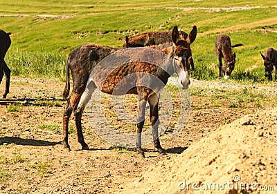 Group on the prairie grazing donkey Stock Photo
