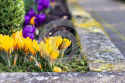 Group of pretty purple and yellow crocus under the bright sun in springtime. Stock Photo