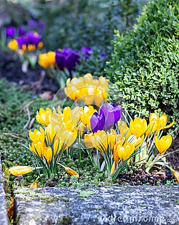 Group of pretty purple and yellow crocus under the bright sun in springtime. Stock Photo