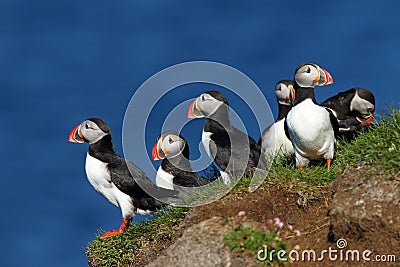 Group of puffins in Latrabjarg cliffs in iceland Stock Photo