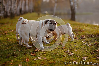 A group of pugs with a funny look sniffing in the green grass Stock Photo