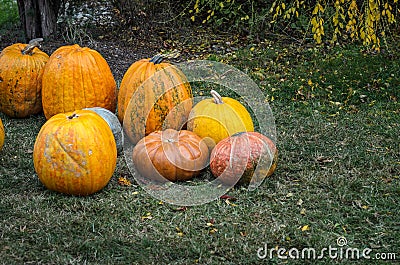 Group of pumpkins on the grass Stock Photo