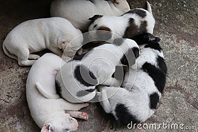Group of puppies dog sleeping on cement flooring closeup after eating food. Stock Photo