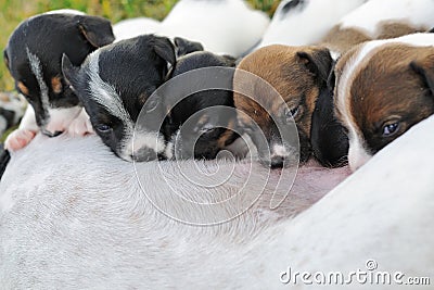 Group of puppies of a jack russell to suck milk from their mother Stock Photo